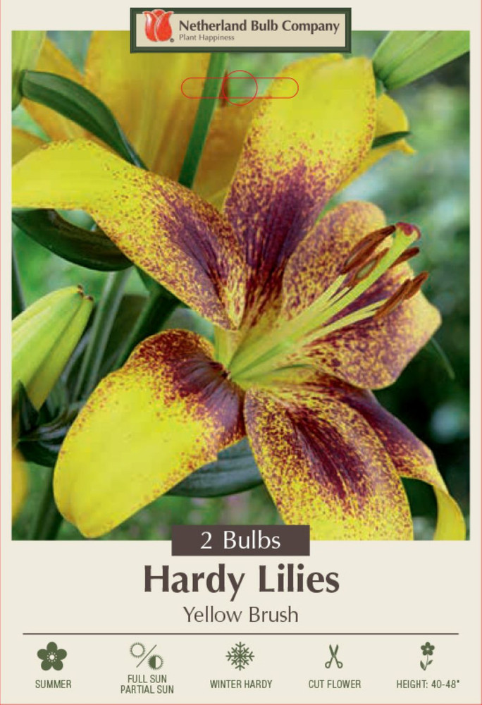 Yellow Brush Tiger Lily - Asiatic Hybrid - 2 Bulbs 14/16 cm