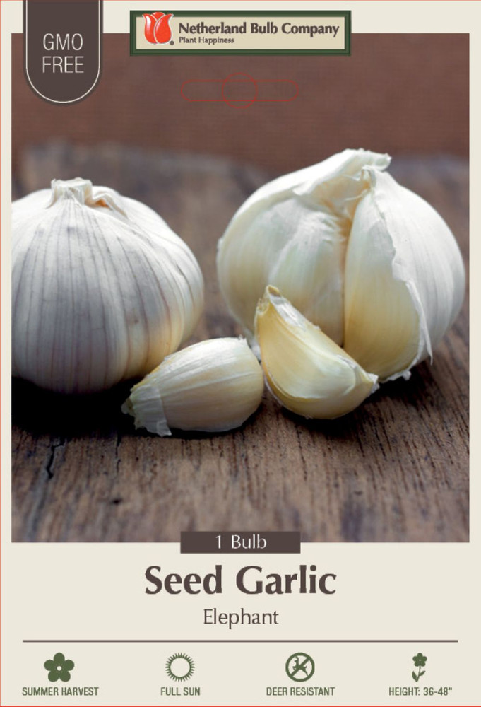 Elephant Garlic Bulb - Be Healthy & Heart Smart! - One Top Size Bulb