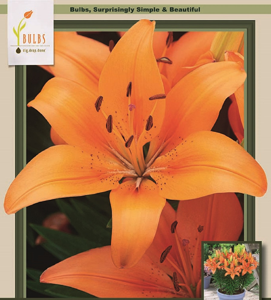 Matrix Orange Asiatic Lily - 2 Bulbs 14/16cm - Beautiful!