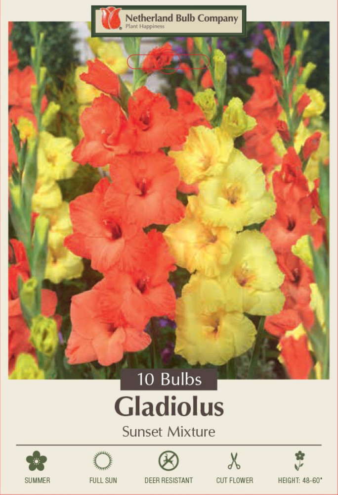 Sunset Mix Large Flowering Gladiolus - 10 Bulbs 12/14cm