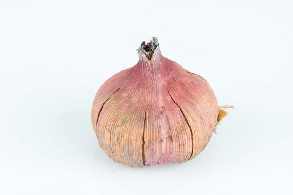 20 Bulbs - Acidanthera murielae 8/+cm Bulbs