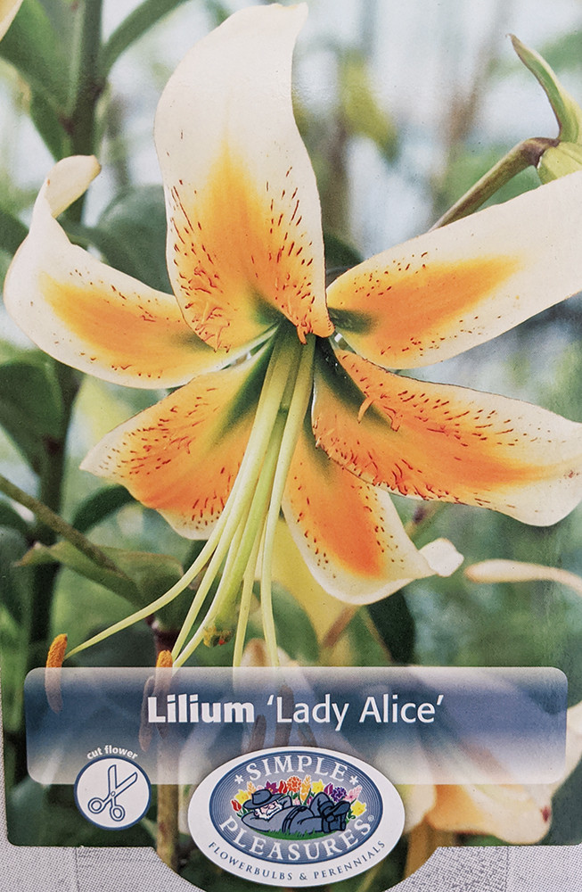 Rare Lady Alice Heirloom Turk's Cap Lily - 2 Bulbs - 14/16cm - New