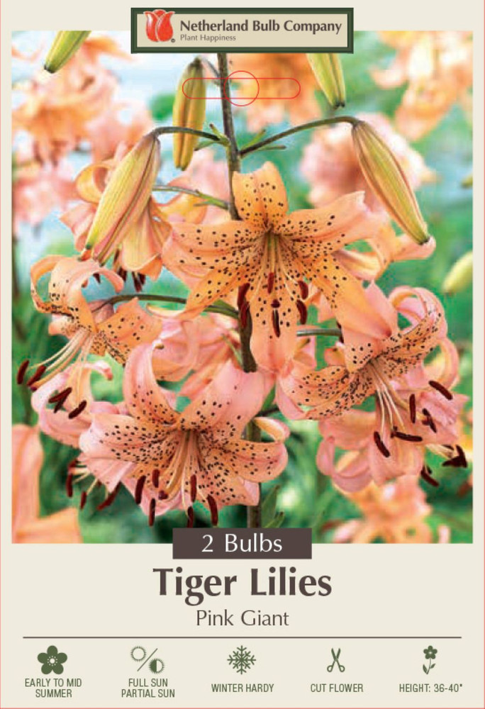 Pink Giant Tiger Lily - 2 Bulbs 14/16cm - Light Pink