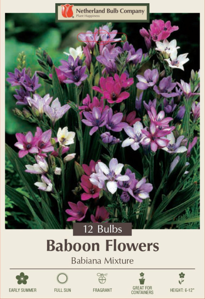 Baboon Flowers Mix - 12 Bulbs 5/+ cm - Babiana stricta