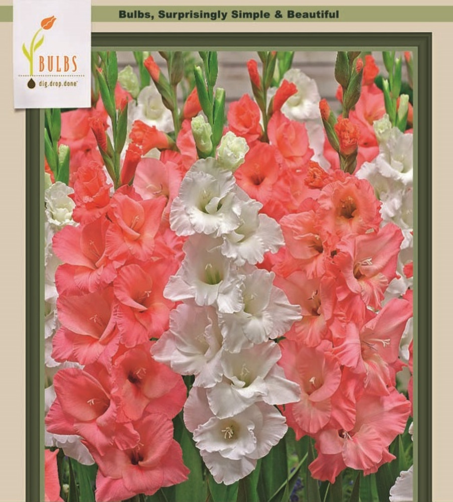 Pretty in Pink Mix Large Flowering Gladiolus - 10 Bulbs 12/14cm