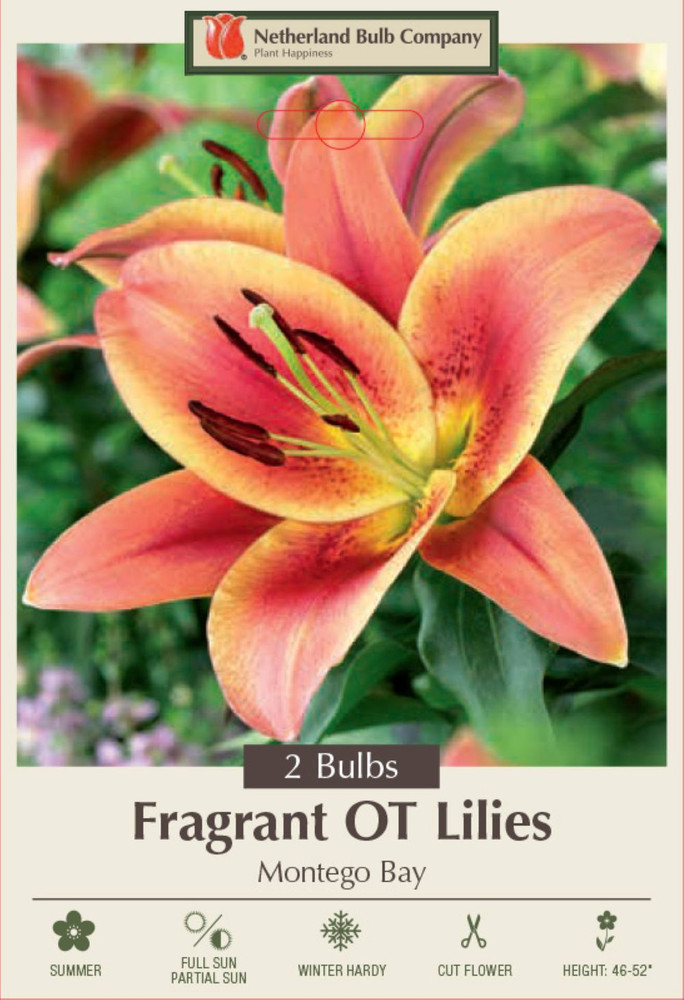 Montego Bay Giant Hybrid Lily 2 Bulbs - Raspberry and Peach - 16/18 cm Bulbs