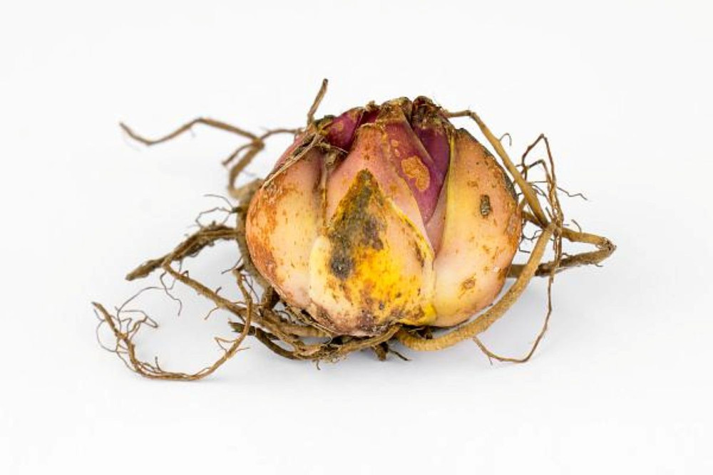 Montego Bay Giant Hybrid Lily 2 Bulbs - Raspberry and Peach - 16/18 cm Bulbs