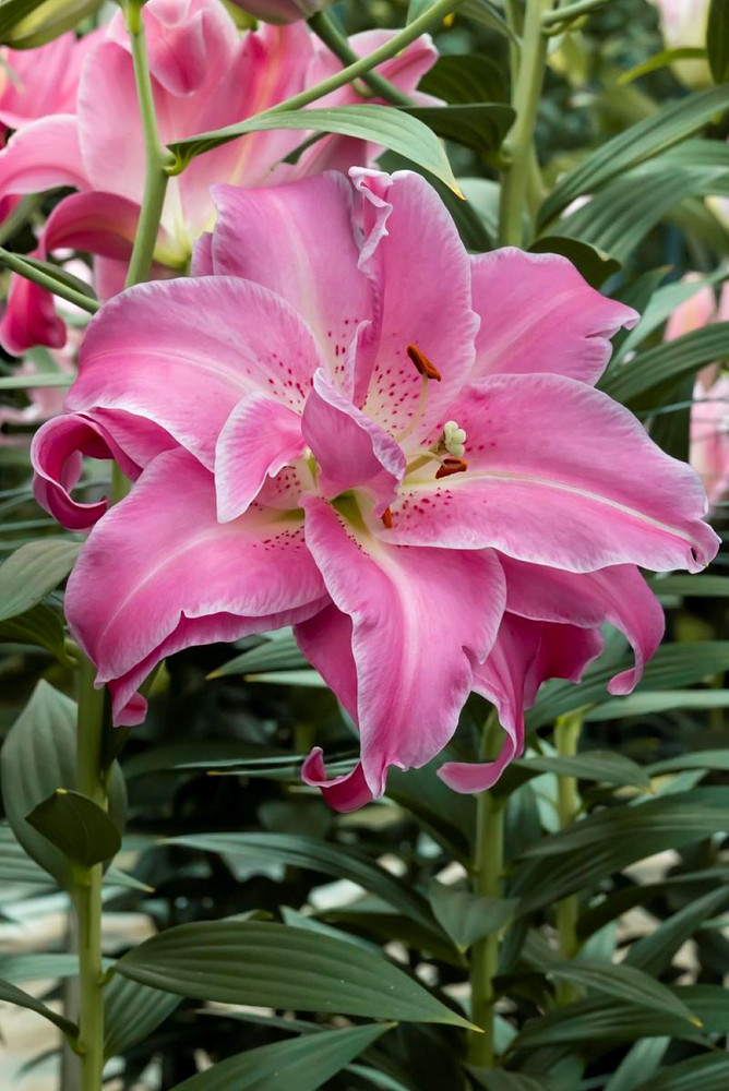 Lotus Wonder Oriental Lily - 2 Bulbs 16/18cm - Candy Pink Double Blooms