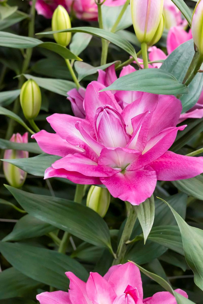 Lotus Wonder Oriental Lily - 2 Bulbs 16/18cm - Candy Pink Double Blooms