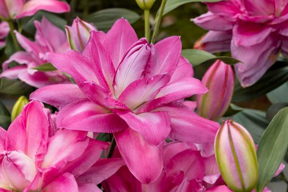 Lotus Wonder Oriental Lily - 2 Bulbs 16/18cm - Candy Pink Double Blooms