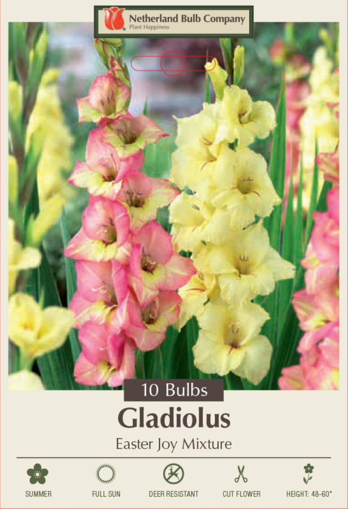 Easter Joy Mix Large Flowering Gladiolus 10 Bulbs 12/14 cm