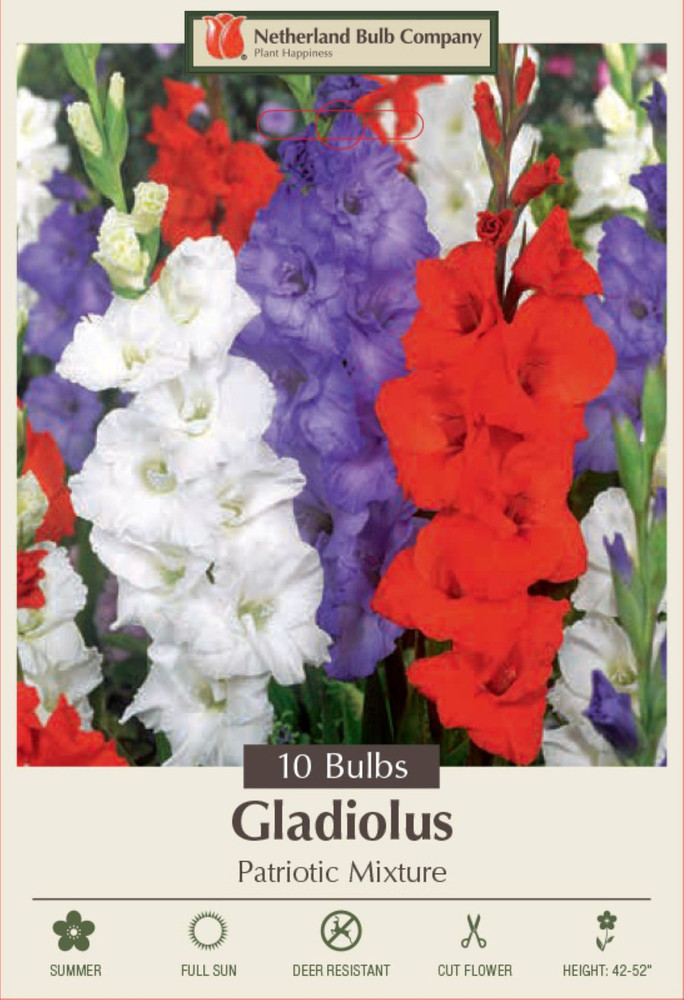 Patriotic Mix Large Flowering Gladiolus - 10 Bulbs 12/14cm