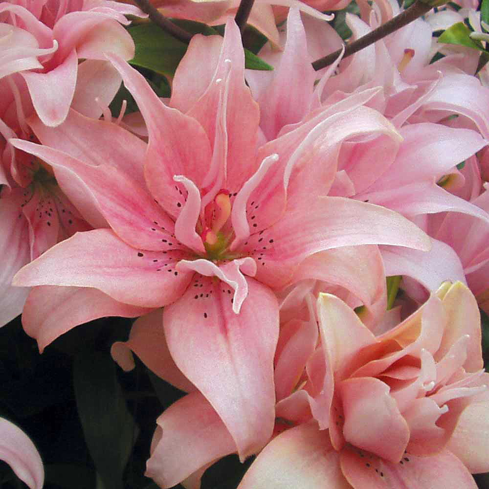 Elodie Double Asiatic Lily 2 Bulbs 14/16cm - Lush Candy Pink