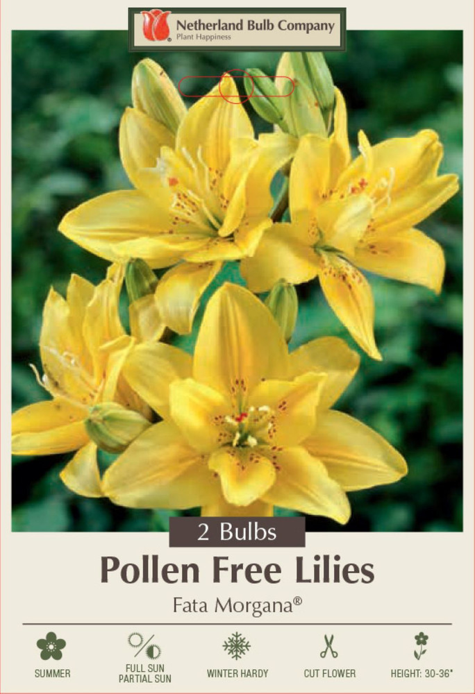 Fata Morgana Double Asiatic Lily - 2 Bulbs 14/16 cm - Bright Yellow