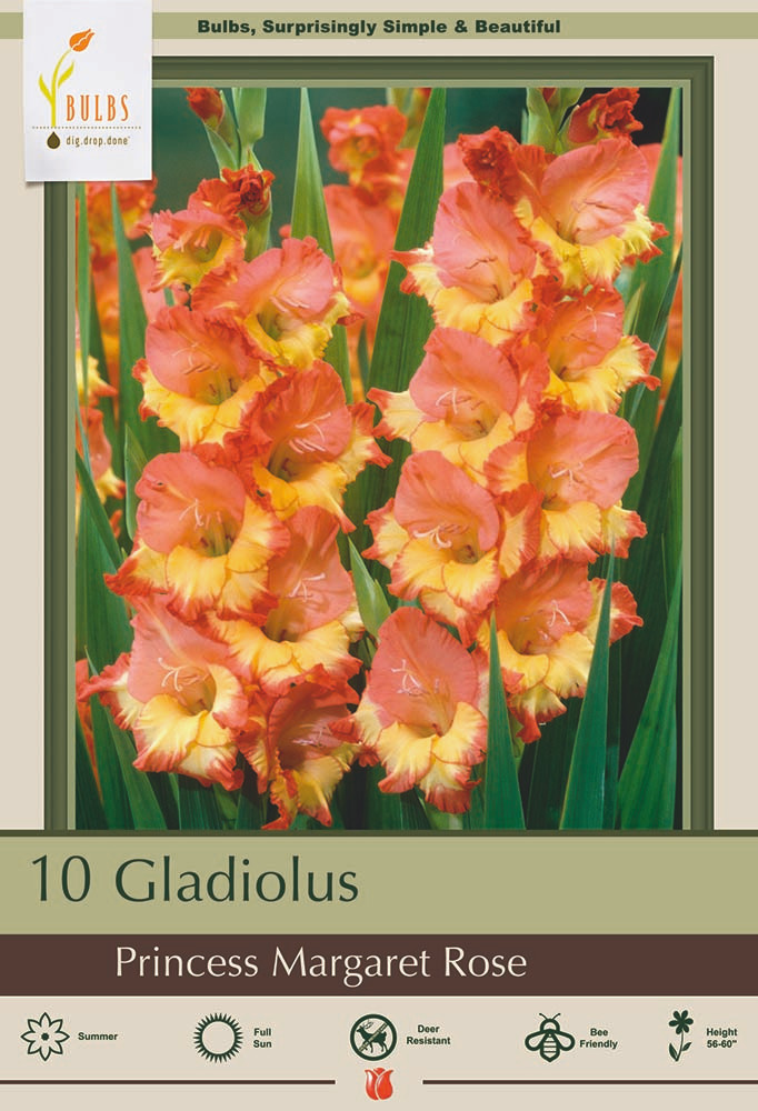 Princess Margaret Rose Large Flowering Gladiolus Hybrid - 10 Bulbs 12/14 cm