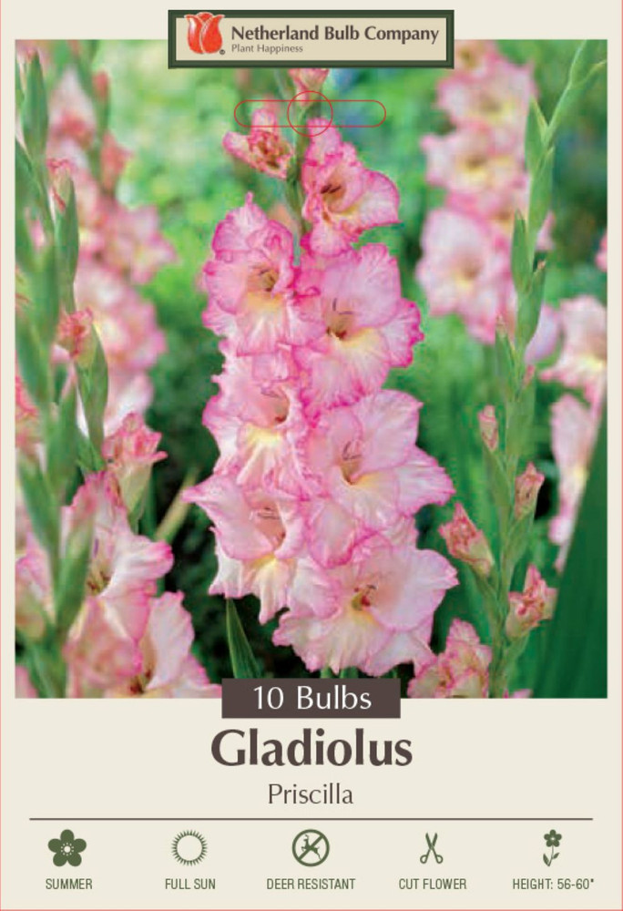 Large Flowering Gladiolus - Priscilla - 10 Bulbs 12/14 cm