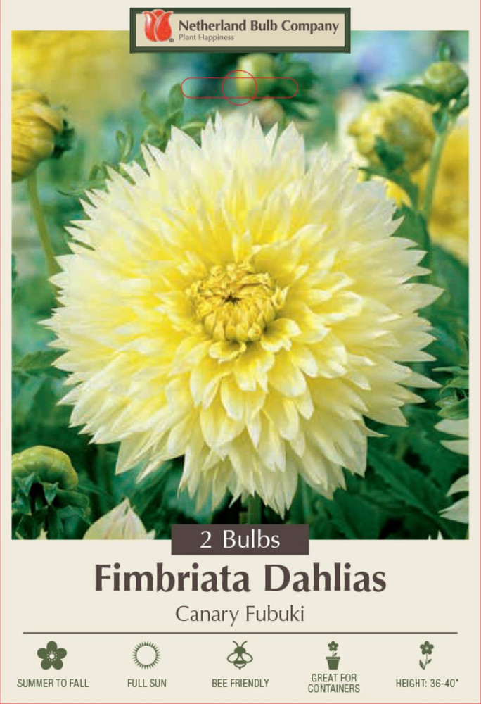 Canary Fubuki Dahlia - 2 Top Size Root Clumps - Huge Dinnerplate Fimbriata Flower