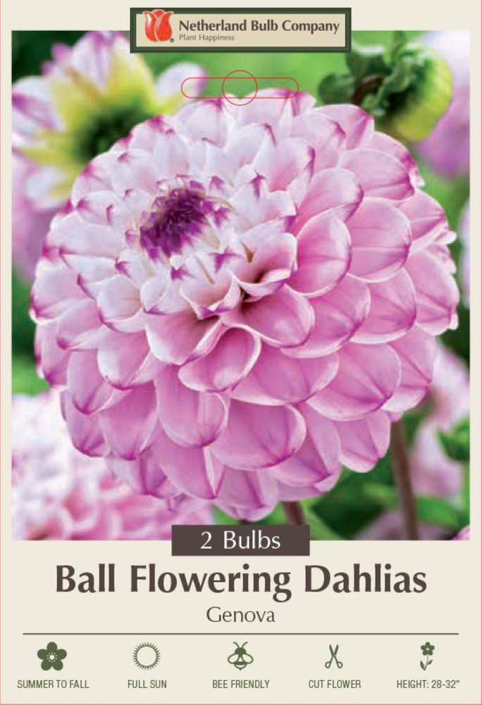 Genova Ball Flowering Dahlia - 2 Root Clumps - Lavender