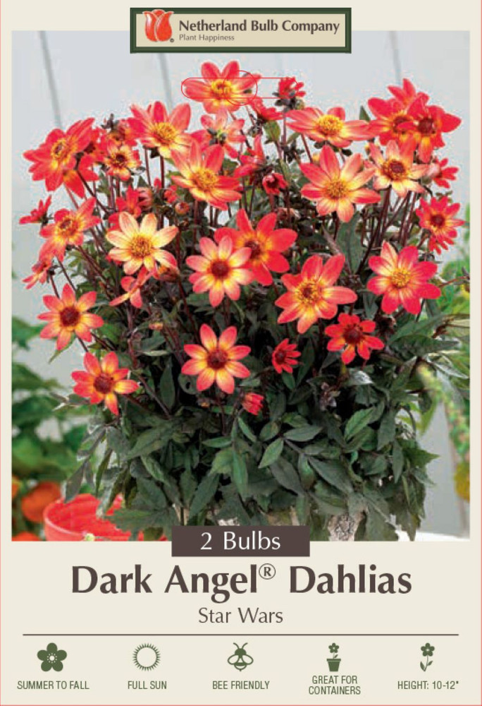 Dark Angel Dahlia 2 Root Clumps - Dark Foliage - Compact Growth
