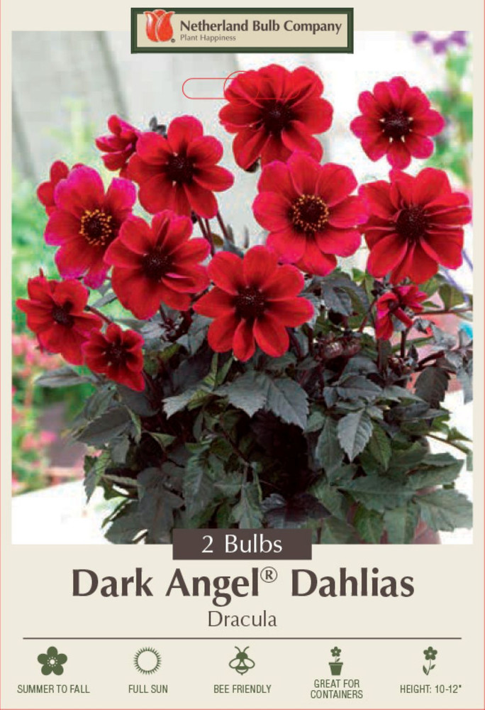Dark Angel Dracula Dahlia 2 Root Clumps - Dark Foliage - Compact Growth