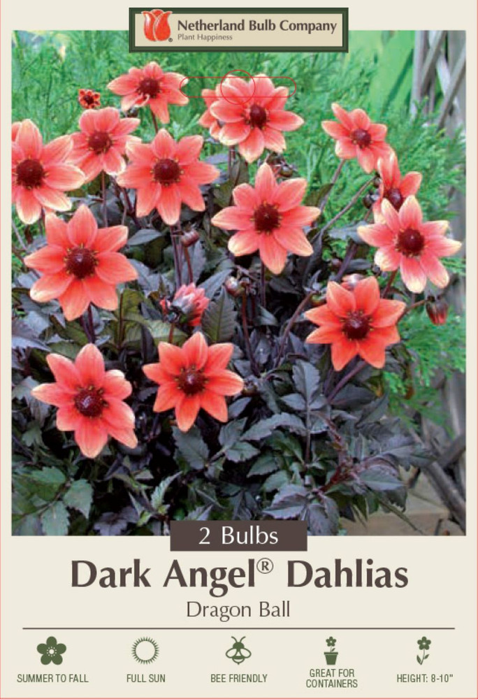 Dark Angel Dahlia - Dragon Ball - 2 Root Clumps - Dark Foliage - Compact Growth