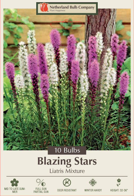 Gay Feather Mixture - Lavender & White - Liatris spicata - 10 Bulbs 10/12cm
