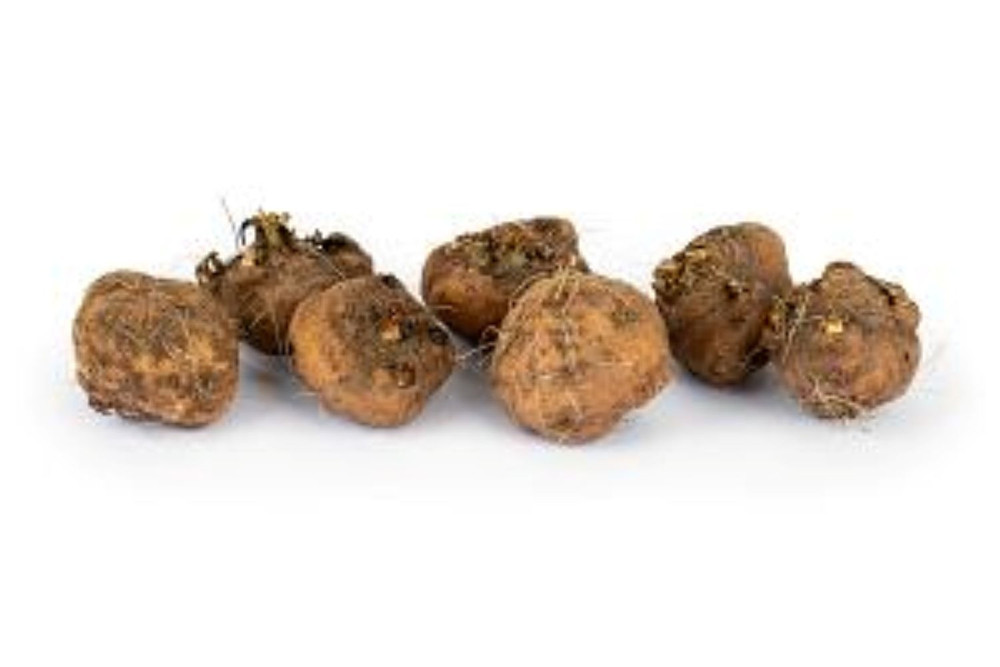 Gay Feather Mixture - Lavender & White - Liatris spicata - 10 Bulbs 10/12cm