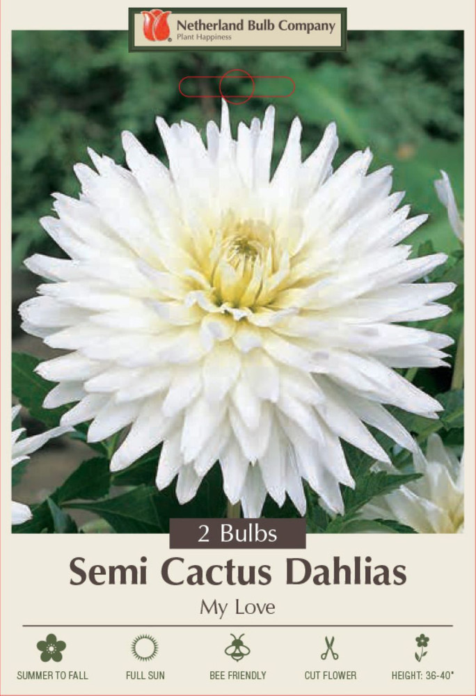 My Love Semi-Cactus Dahlia - 2 Top Size Root Clumps - White Star Flower