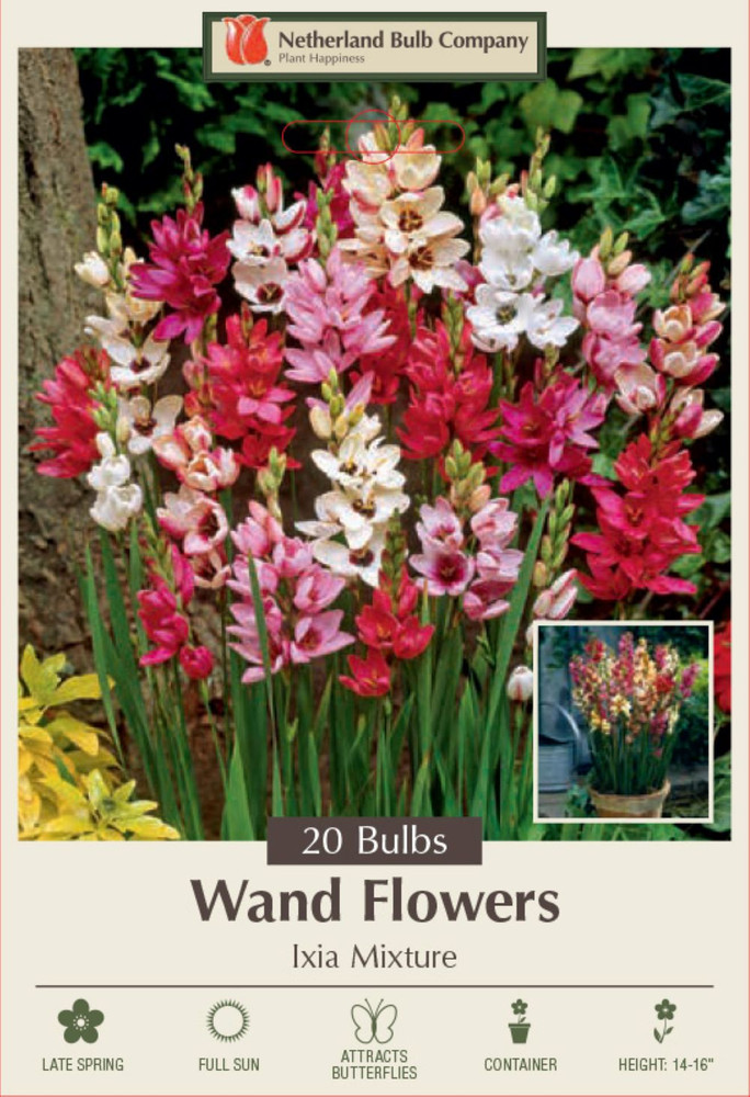 Wand Flower Mix - Ixia - 20 Bulbs - Exquisite Color! - 5/+ cm Bulbs
