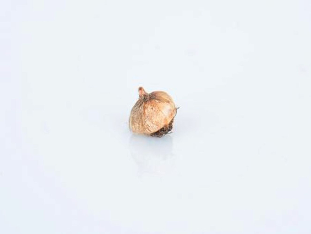 Wand Flower Mix - Ixia - 20 Bulbs - Exquisite Color! - 5/+ cm Bulbs