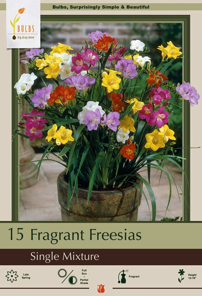 Mixed Single Freesia 15 Bulbs - Indoors/Out - Fragrant - 6/+ cm Bulbs