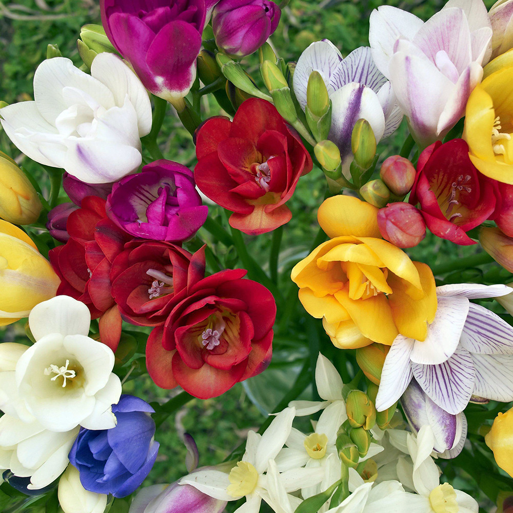 Double Mixed Freesia - 15 Bulbs - Indoors or Out - 6/+ cm Bulbs