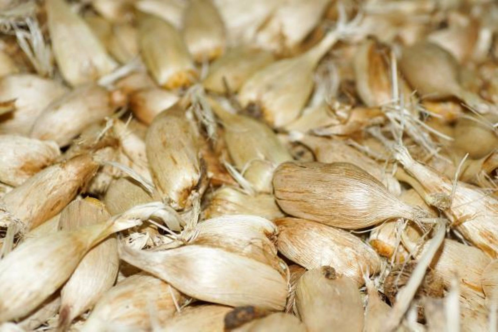 Double Mixed Freesia - 15 Bulbs - Indoors or Out - 6/+ cm Bulbs