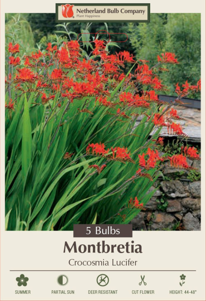 Lucifer Crocosmia Bulbs - Very Hardy - 5 Bulbs 8/10 cm