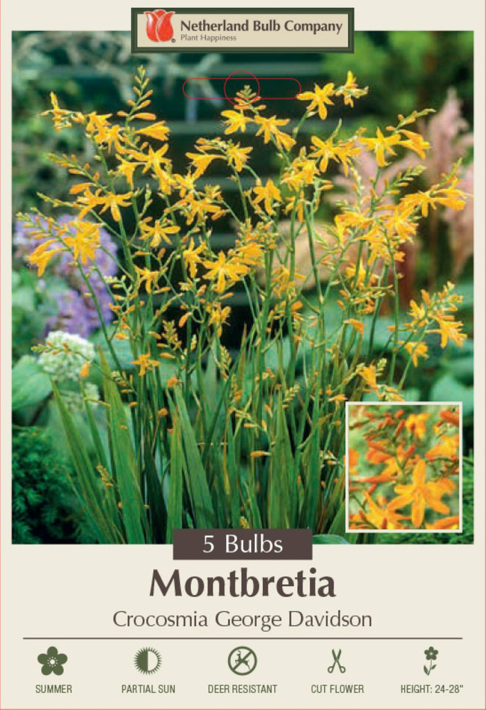 George Davidson Crocosmia - 5 Bulbs 8/10 cm - Very Hardy