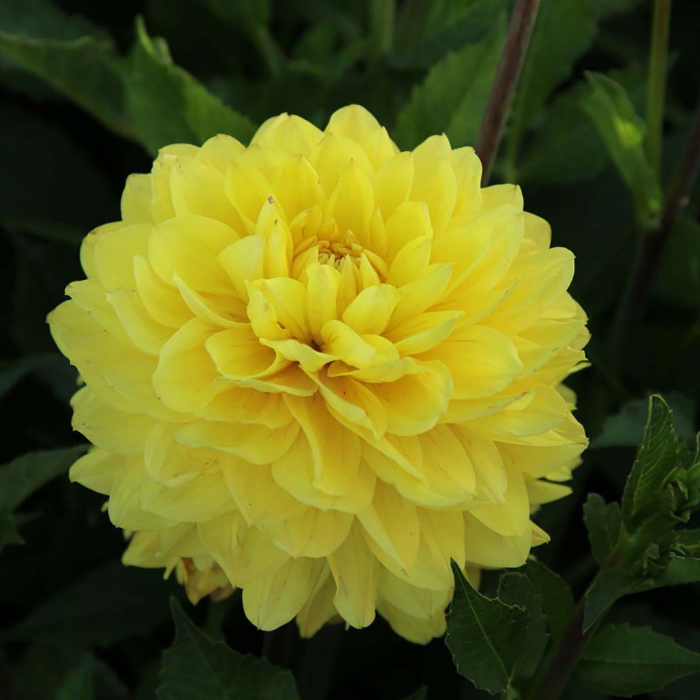 American Sun Decorative Dahlia - 2 Root Clumps