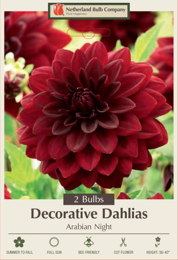 Arabian Night Decorative Dahlia - 2 Root Clumps - Crimson Red