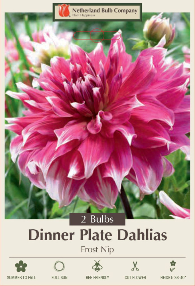Frost Nip Dinnerplate Dahlia - 2 Bulb Clumps - Giant Flowers