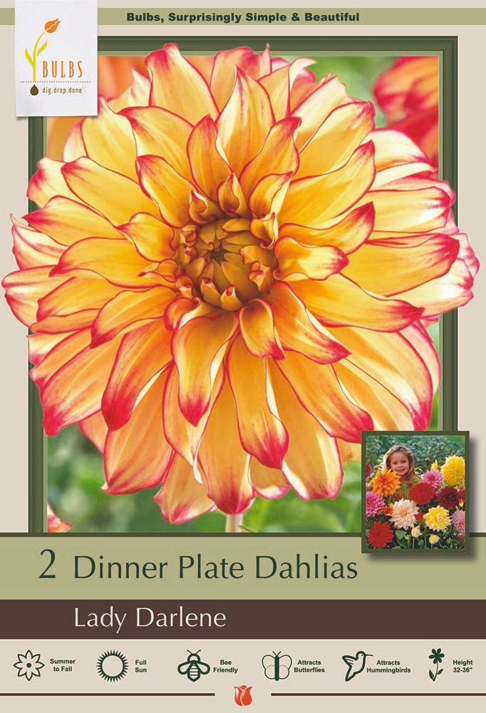 Lady Darlene Dinnerplate Dahlia - 2 Bulb Clumps