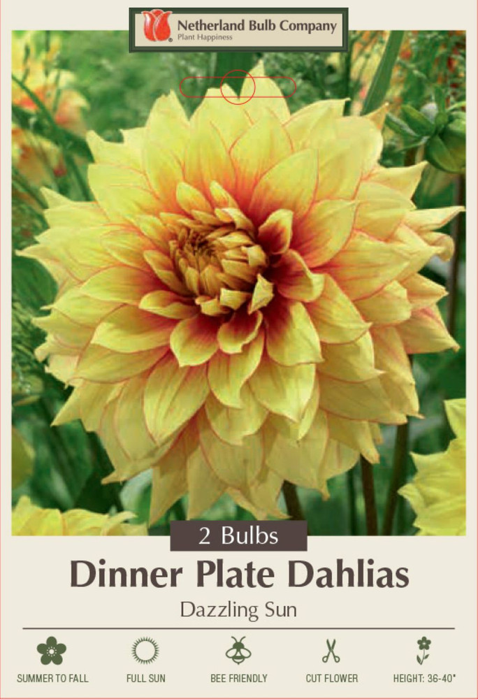 Dazzling Sun Decorative Dinnerplate Dahlia - 2 Root Clumps