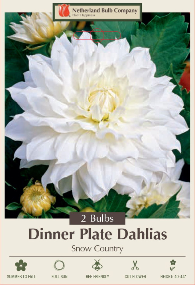Snow Country Dinnerplate Dahlia - 2 Bulb Clumps