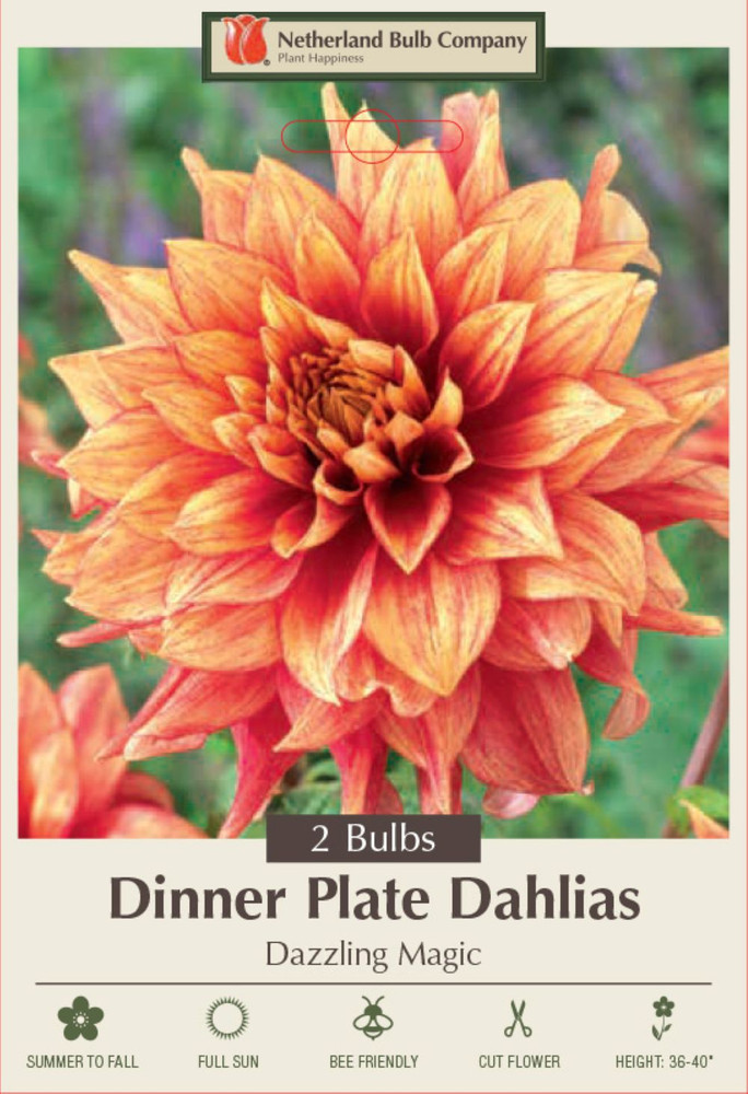 Dazzling Magic Decorative Dinnerplate Dahlia - 2 Bulb Clumps