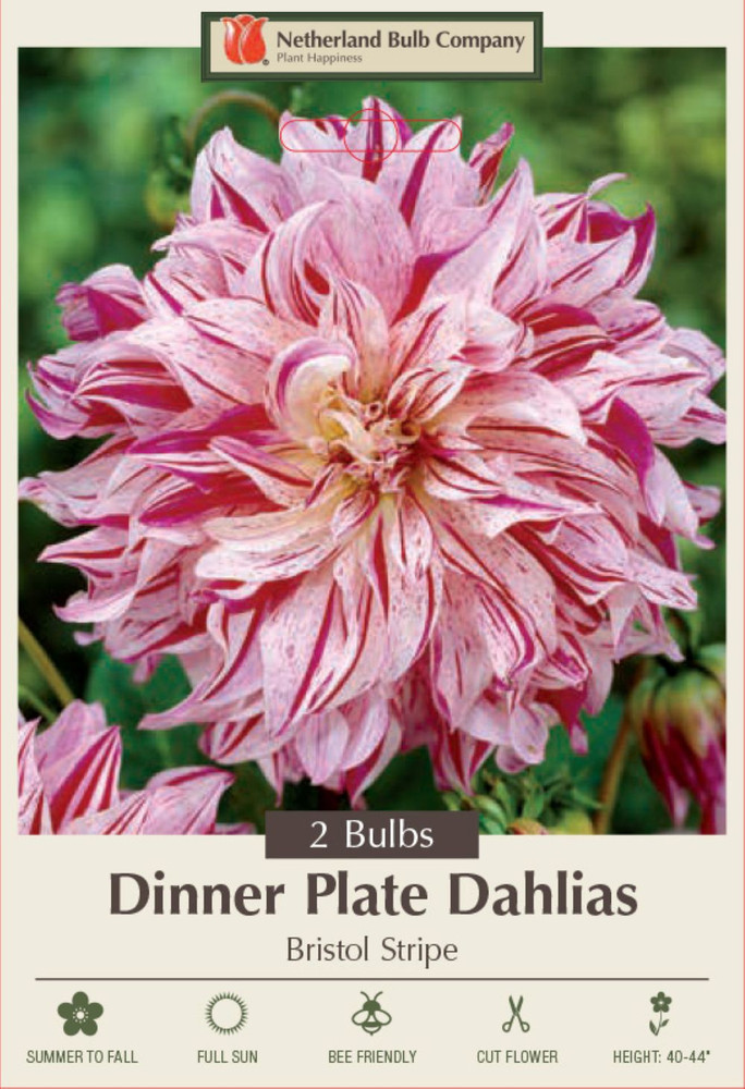 Bristol Stripe Dinnerplate Dahlia - 2 Bulb Clumps
