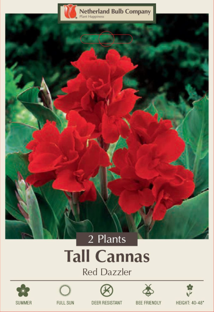 Red Dazzler Canna - 2 Rhizomes - 2/3 Eye
