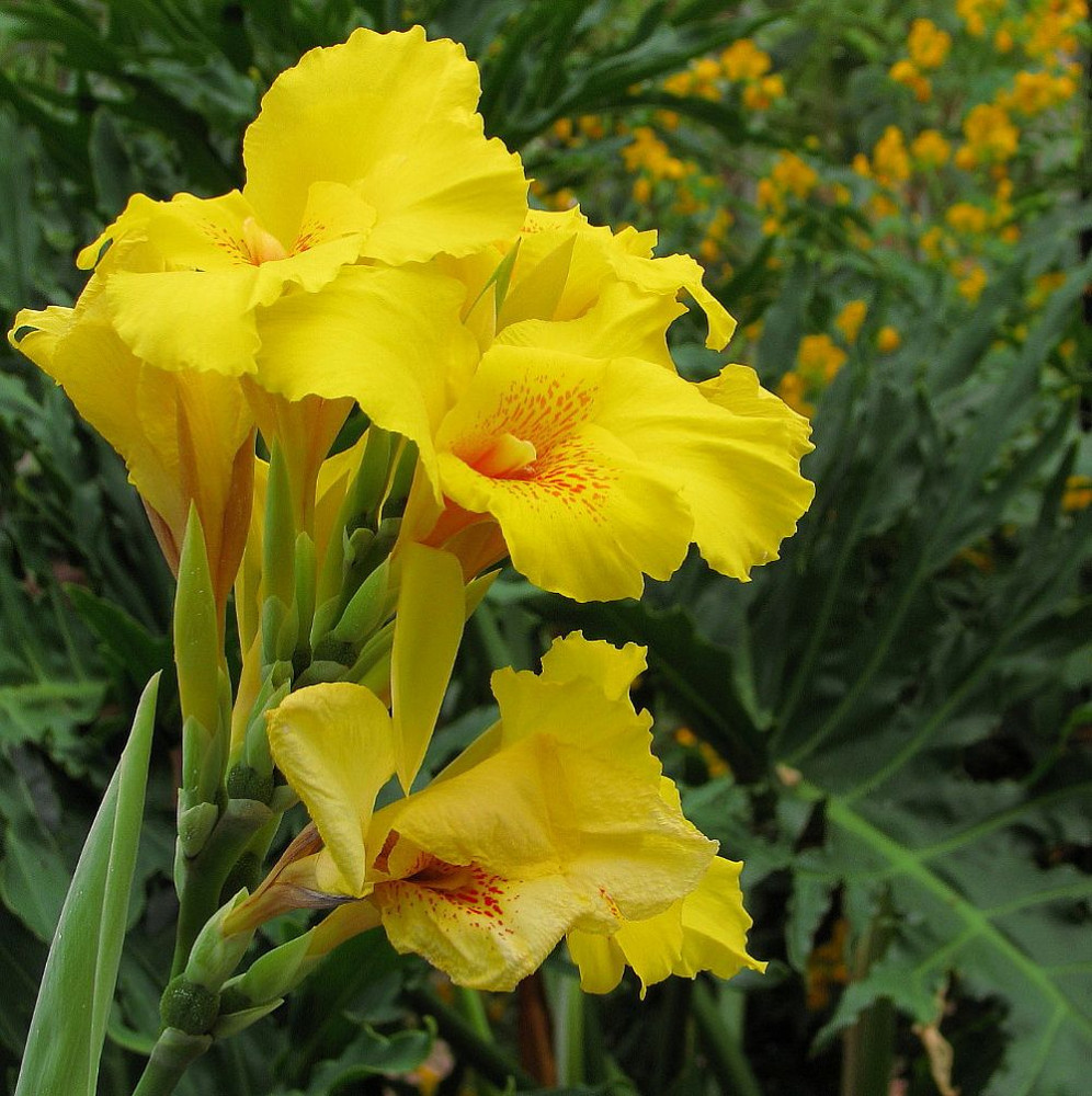 Richard Wallace Canna - 2 Rhizomes - 2/3 Eyes