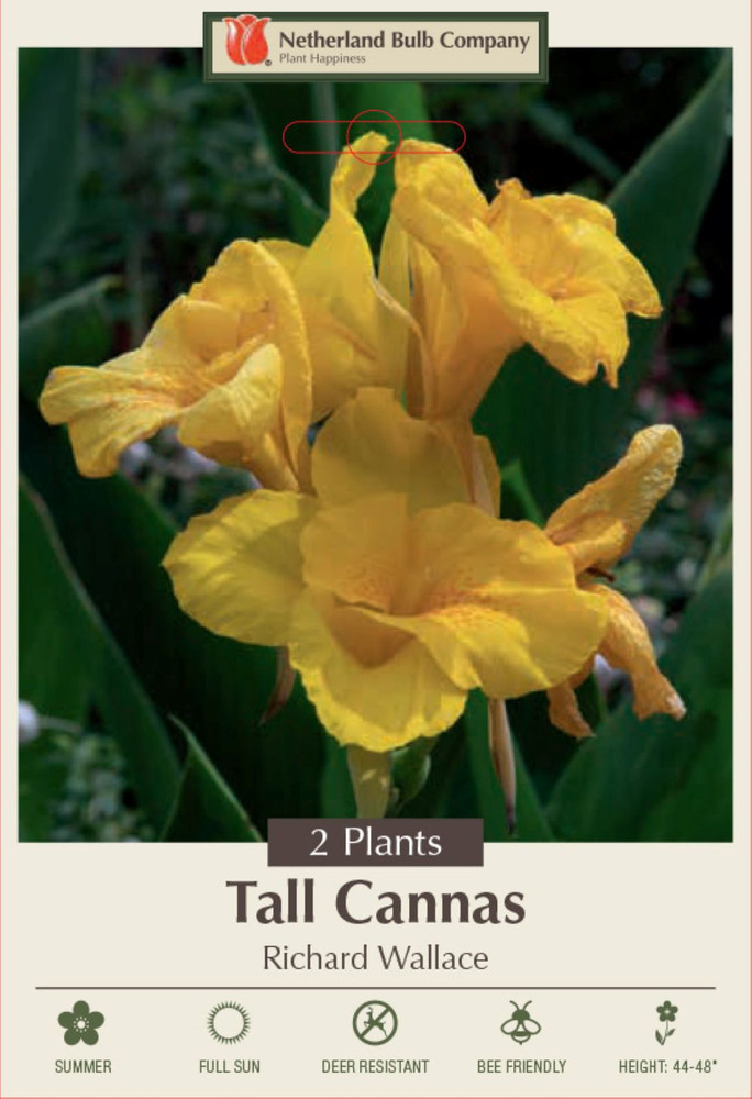 Richard Wallace Canna - 2 Rhizomes - 2/3 Eyes