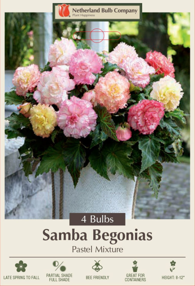Samba Begonia Pastel Mix - 4 Bulbs - Begonia Samba