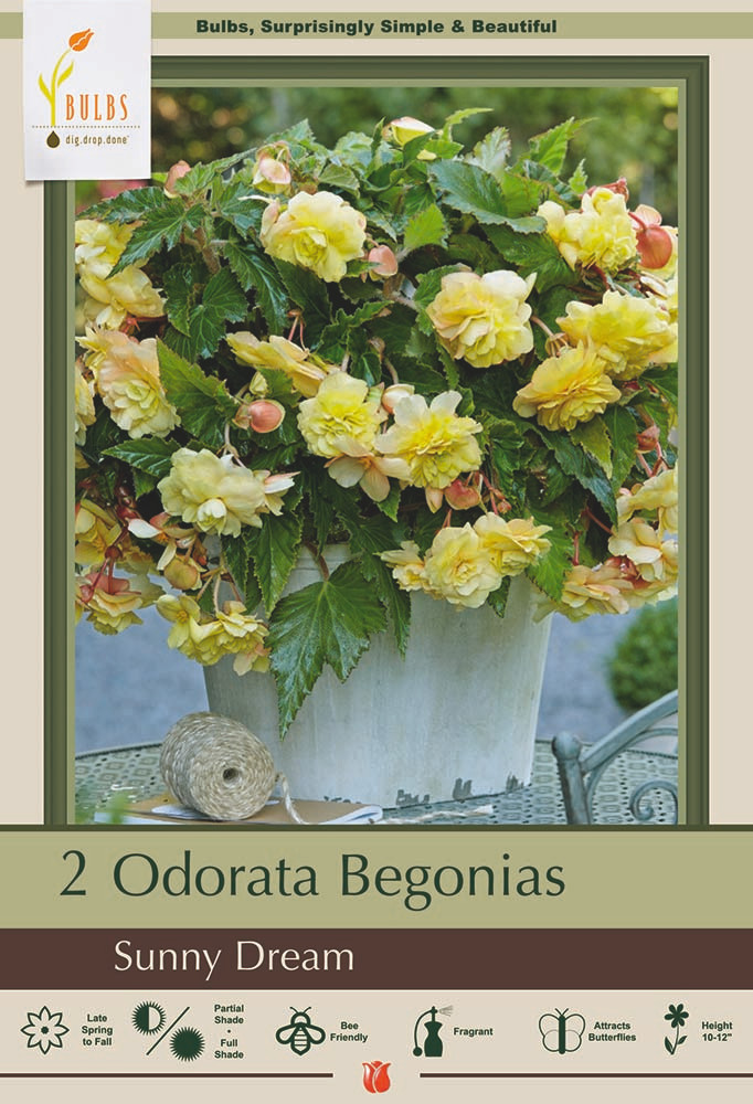 Sunny Dream Begonia Odorosa - 2 Bulbs -The First Truly Fragrant Begonia - 6/+cm