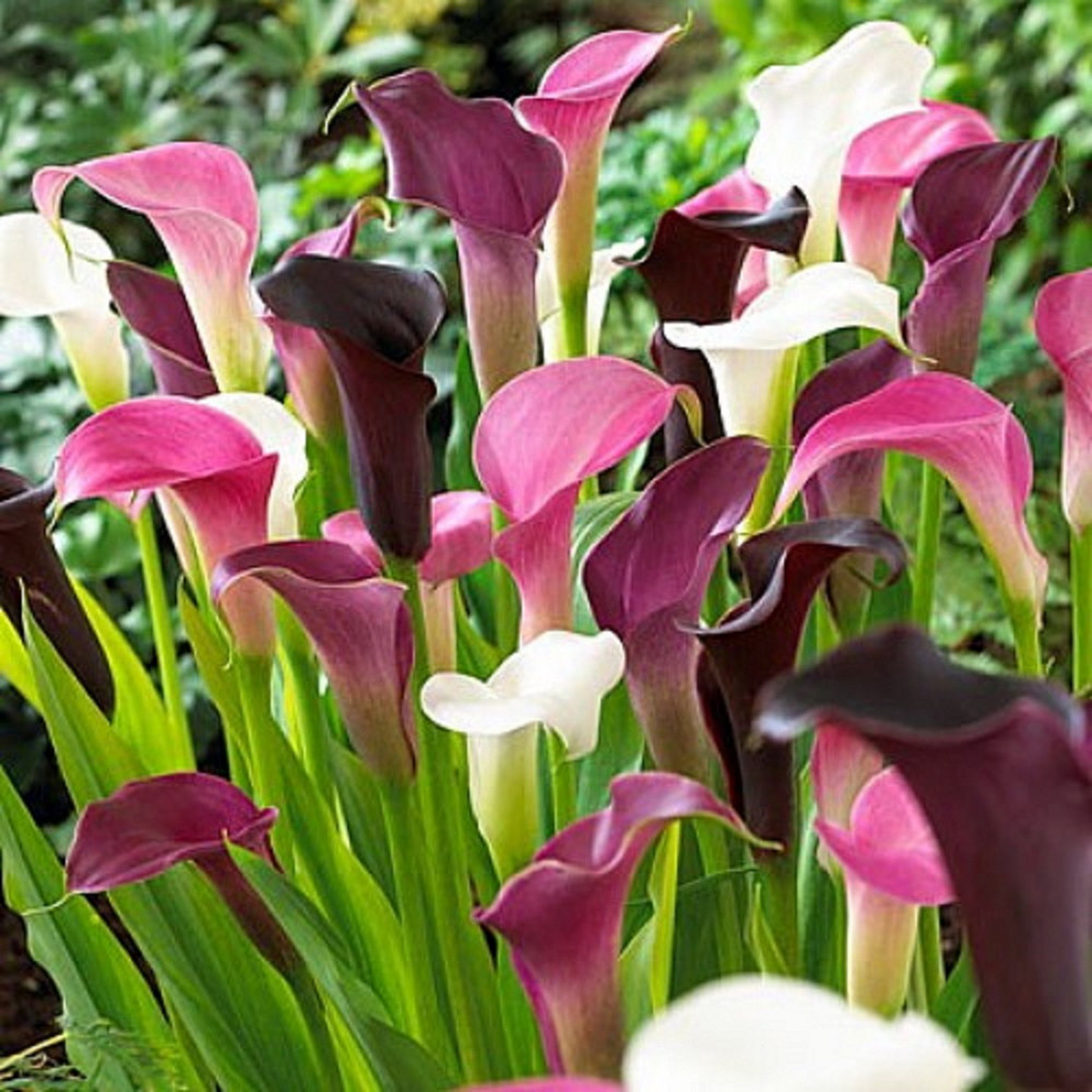 Purple Rain Mixture - Calla Lily Bulb - Zantedeschia - 14/16 cm - 3 Bulbs