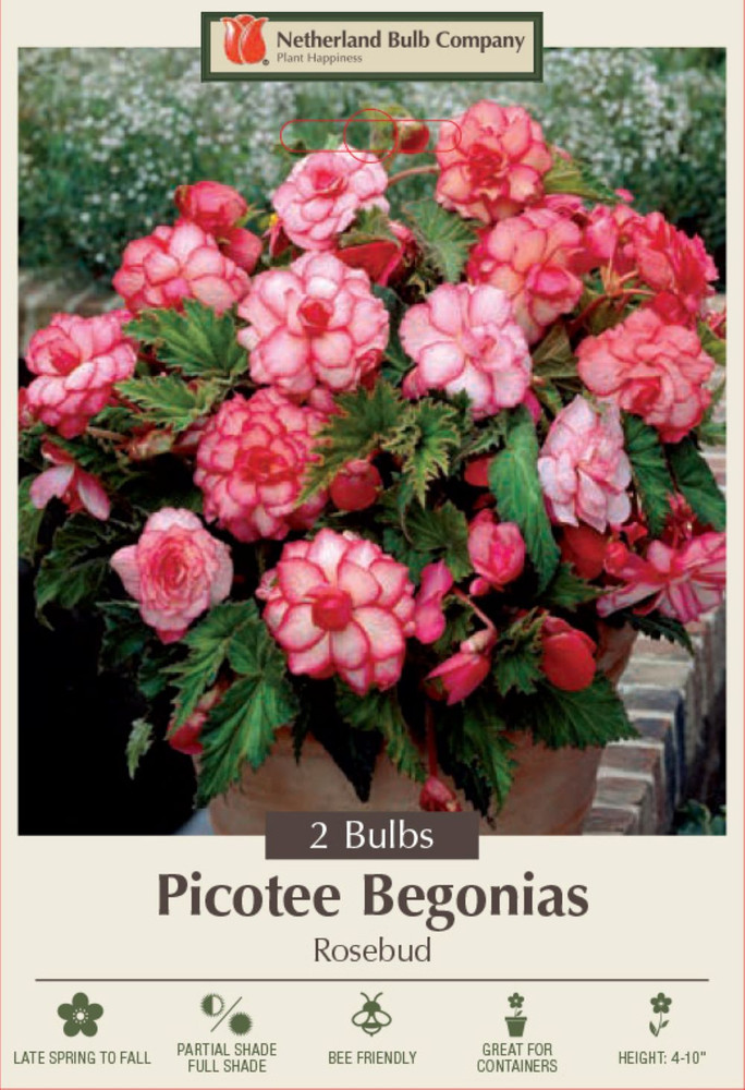 Double Red & White Picotee Begonia - Rosebud - 2 Bulbs 7/+ cm